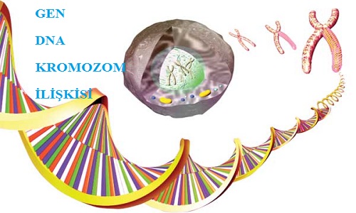 Gen DNA ve Kromozom İlişkisi kimdir nedir iyi mi böyle de