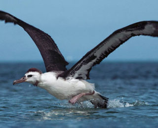 Galapagos Adalarındaki İlginç Görünümlü Hayvan Türleri