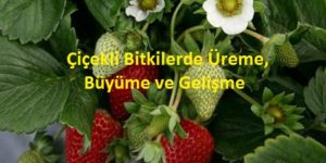 Çiçekli Bitkilerde Üreme, Büyüme ve Gelişme: Çiçeğin Yapısı